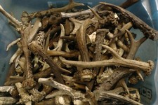 12X Roe Deer Antlers Damaged