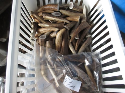 Deer antler tips for - antler,