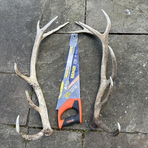 Red deer stag antler - red,
