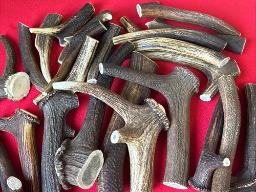 Two pieces natural deer - of,