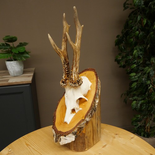 Deer antler antlers roe - antler,