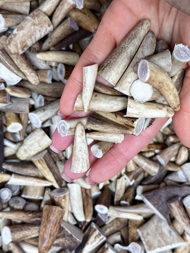 Red deer antler tips craft - red,