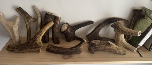 Deer antlers for - deer, dogs