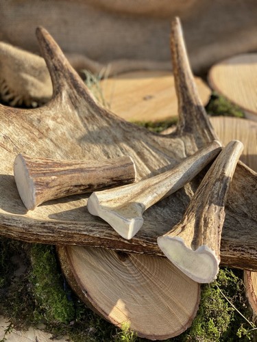 Natural elk antler - elk, chew