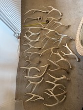 Assorted Deer Antlers