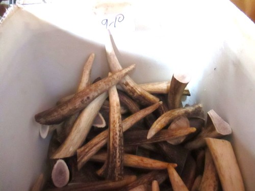 Deer antler tips - antler, for