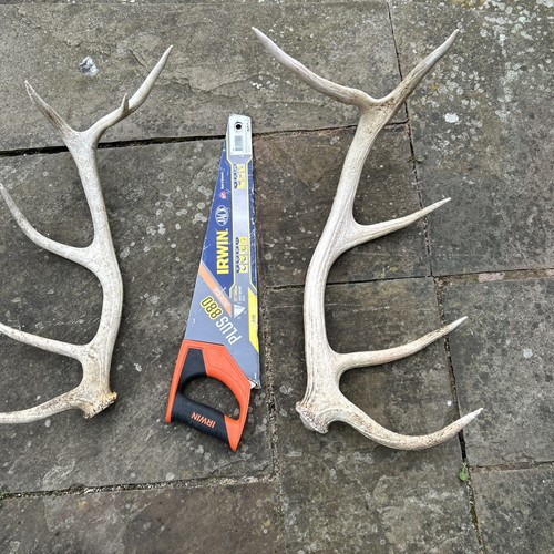 Red stag deer - red,