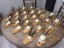 Premium Taxidermy Roe Deer