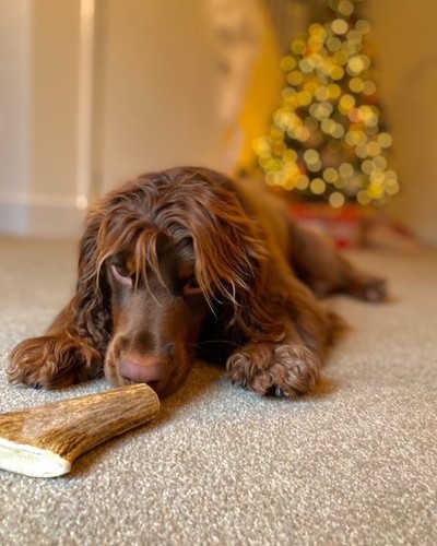Fallow deer antler - dog, |