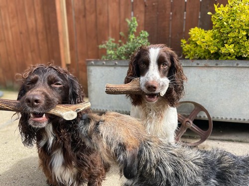 Red deer antler - antler, dog