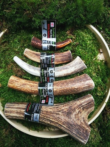 Scottish red deer antler dog - scottish,