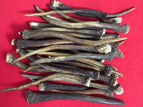 1kg deer antler pieces - deer,