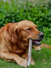 Split Wild Antler Horn Dog
