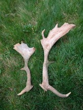 British Fallow Buck Deer