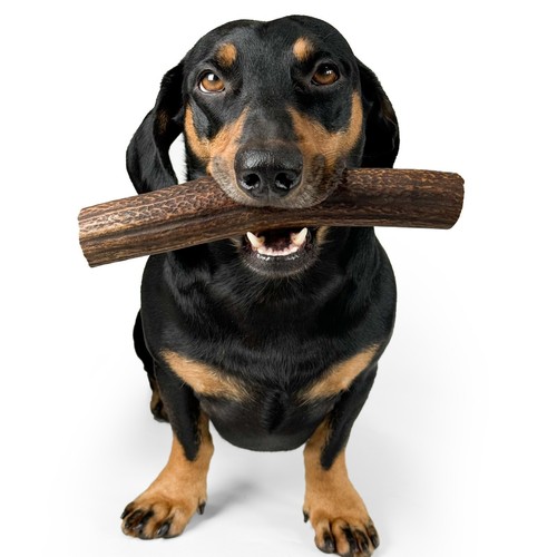 Red deer antler dog - antler, chew
