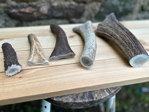 Deer antler dog - deer, natural