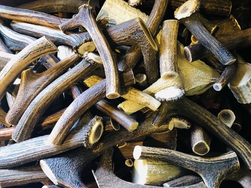 1kg mix deer antler - antler, pieces
