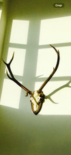 mid century deer antlers in a