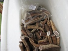 DEER ANTLER TIPS FOR