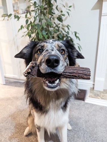 Natural deer antler dog chews - deer,