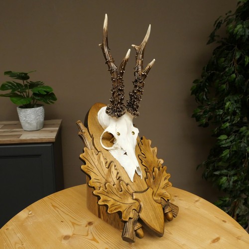 Deer antler antlers buck - buck,
