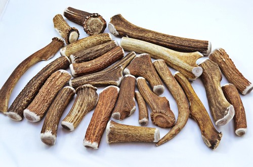 Scottish stag horn - horn, antler