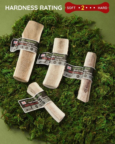 Scottish deer split - scottish, dog