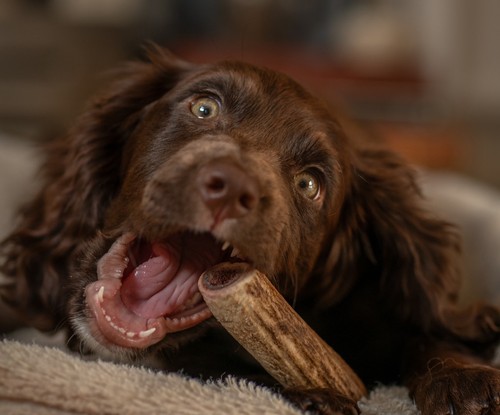 Small red deer antler - red,