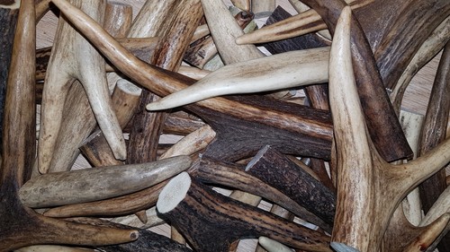 1kg deer antler pieces of - 1kg,