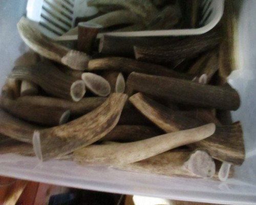 Antler dog chews - antler, inches