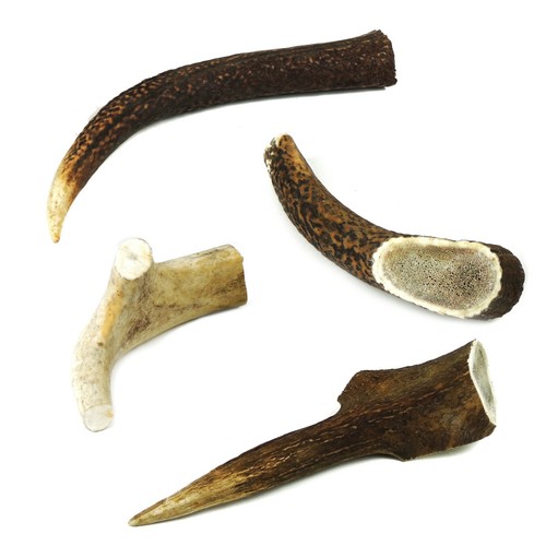 Dog chew deer antler - deer, natural