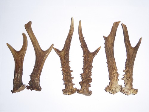 Pairs roe deer antlers - pairs,