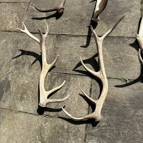 Red deer stag antler natural - red,
