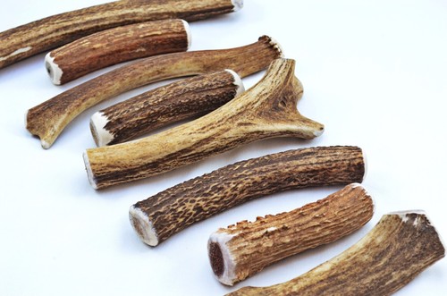Scottish stag horn antler - stag,