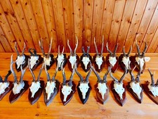 Taxidermy-Deer Antler-20