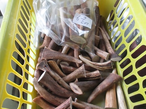 Deer antler tips - antler,