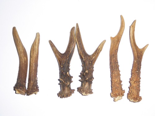 Pairs roe deer antlers - pairs,