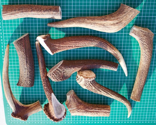 Deer antler dog chews - deer,